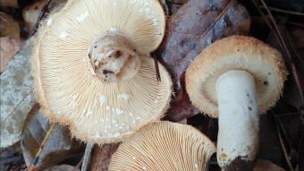 Woolly milkcap - a hairy, poisonous cousin of the well-known, edible and popular milkcap species