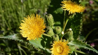 Check Most Captivating Aspects Before Bounty Season For The Sower's