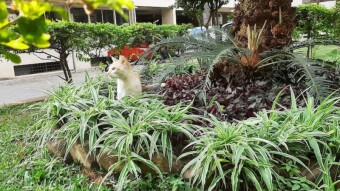 Cat Misty’s Play Time on the garden of our flat compound