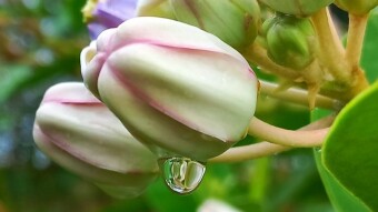 WATER DROPS Photography