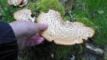 I visited an old friend - arboreal fungus - My Actifit Report Card: April 27 2023