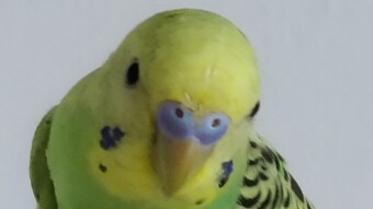 Taming Momo Budgie