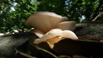Strong Will to live - Spoon-shaped oyster mushroom from Jurassic beeches
