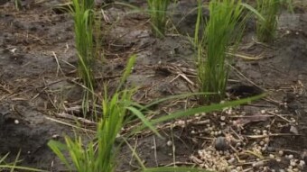 Padi Plants