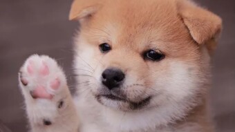 How To Earn $1 Worth Of Baby doge Then Turn That Into $50