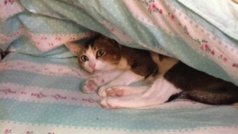 Our cat in winter. :)