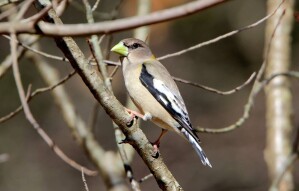 (Female) Evening Grosbeak (Coccothraustes vespertinus)