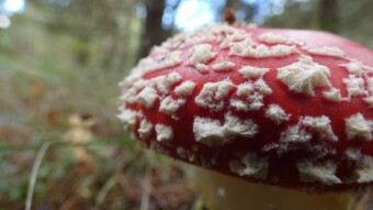 Winter is approaching, time for Christmas tree hangers - fly agaric - legal drugs