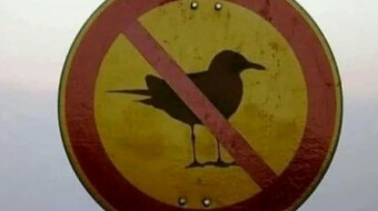 Birds Aren't Real!