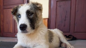Can Vaseline get your dog's ticks out?