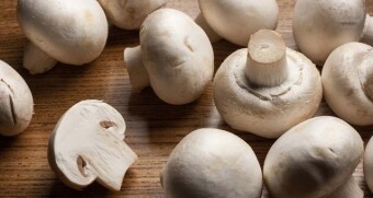 (IJCH) My Newest Hobby: Mycology (Fungi and Mycelium)