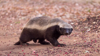 Tonight, in "Why You Don't Pick a Fight with A Honey Badger and Walk Away": A German Doofus