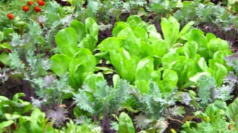Gardening in Raised Beds