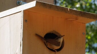 Kestrel house late spring update