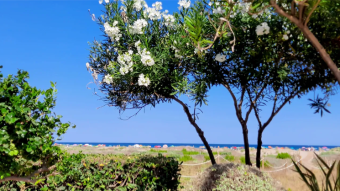 Flowers on the beach, a nice walk