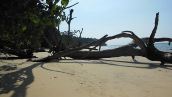 Trees on the beach of elephants. Andaman island of Havelock