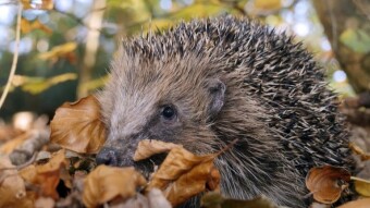 Hedgehog European truths and myths about this beautiful spiky animal