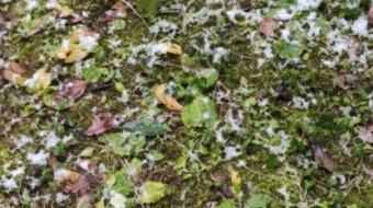 Travelling in time and space in two pieces of garden (chapter two)
