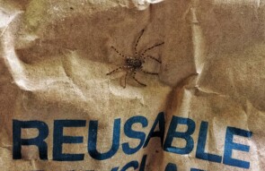 Recyclable Spider!