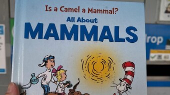 “Is a Camel a Mammal? All about Manmals”