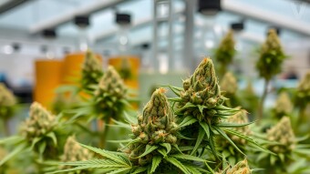 The Entrepreneur’s Guide to the Cannabis Industry