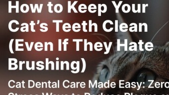 How to Keep Your Cat’s Teeth Clean (Even If They Hate Brushing)