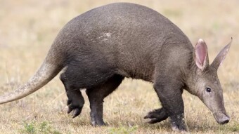 Great TRX token - The !AardvarkCoin (AAR)
