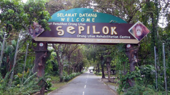 Sepilok, Rehabilitation Center for orangutans - victims of human greed and stupidity, Malaysia, Borneo