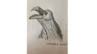 Inktober Day 4 & 5: Knot and Raven