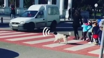 A street dog has become a local hero, barking at cars that won't stop to help children cross the road