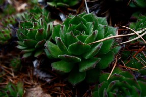 Sempervivum Tectorum