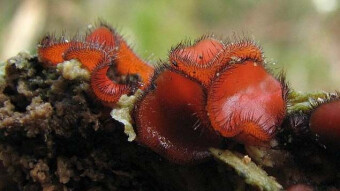 Fascinating mushroom shapes - Scutellinia scutellata