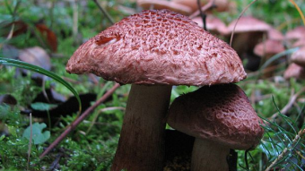 Mushrooms occurring in Europe - Tricholoma vaccinum