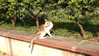 Some Hive Blogs acquire unwanted tails but this Blog shows you tails of cats