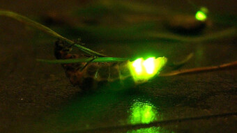 Light of The Firefly, a very close look