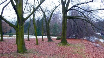 Another day of thaw, let's keep it up - My Actifit Report Card: February 5, 2026