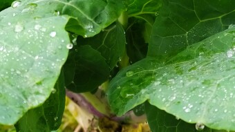 the story of black cabbage