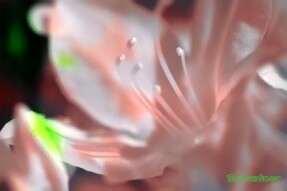 Full Spectrum Style Transfer Art - Close up of Azalea flower