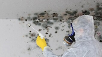 Mold Vs. Mildew: How to Deal with both?