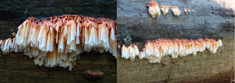 Mushrooms occurring in Europe - Pycnoporellus alboluteus
