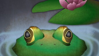 Living Nature Entry #2 - American bullfrog