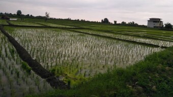 Another Story of Cycling: Finally The Rain & The Rice Planting Season