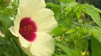 Flower Photography.
