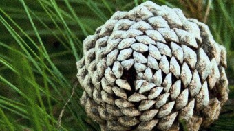 The Alphabet of Nature (A Poem A Day #9)