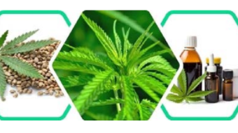 The green revolution on blockchain? Erba Cultivation token (ERB) - Airdrop and ICO