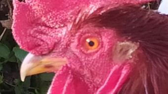 THE ROOSTER DEAD!!