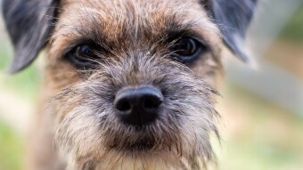 5 Myths About Dogs That Just Aren't True