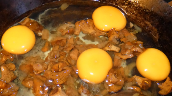 Food - scrambled eggs with chanterelles (Cantharellus cibarius var. Cibarius)