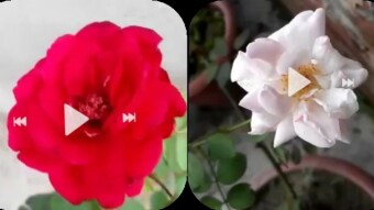 After the long time Blowing my Rose Queen in my garden.