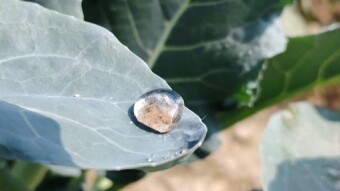 WATER DROPS